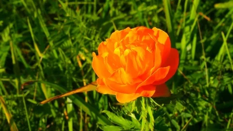 Trollius asiaticus. Stock Footage 80797461