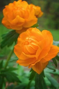 Trollius asiaticus Stock Photos