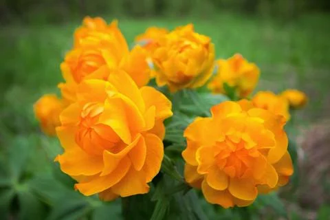 Trollius asiaticus Foto stock