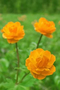 Trollius asiaticus Foto stock