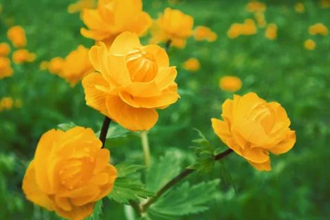 Trollius asiaticus Stock Photos