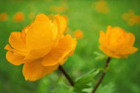 Trollius asiaticus Foto stock