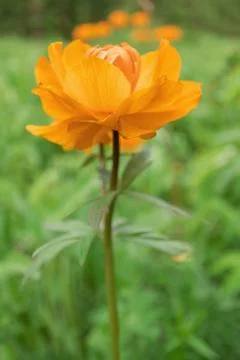 Trollius asiaticus Foto stock