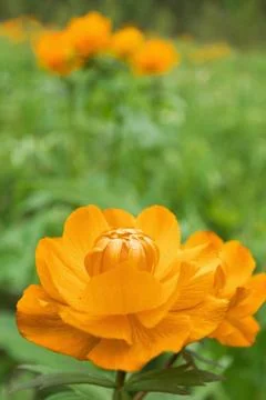 Trollius asiaticus Stock Photos