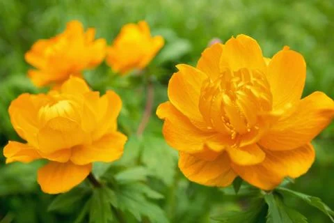 Trollius asiaticus Stock Photos