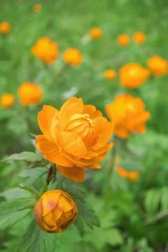 Trollius asiaticus Stock Photos