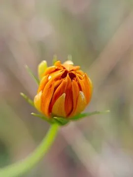 Trollius asiaticus Fotos de archivo