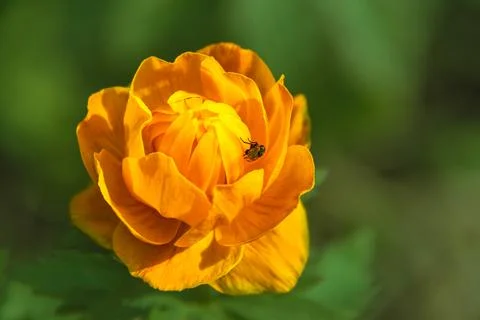Trollius bloom in early spring which are fed and pollinated by flower fly to  Stock Photos