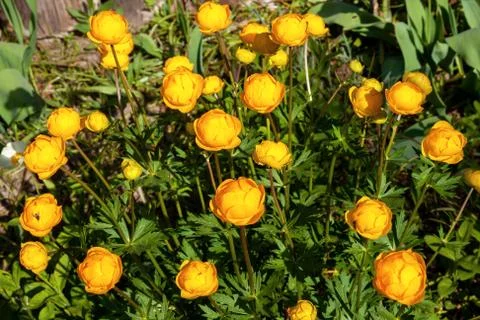 Trollius europaeus Stock Photos