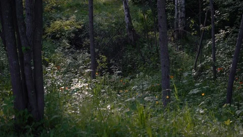 Trollius flowers Video stock 109495847