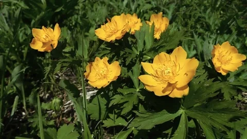 Trollius Vídeos de archivo 131819991