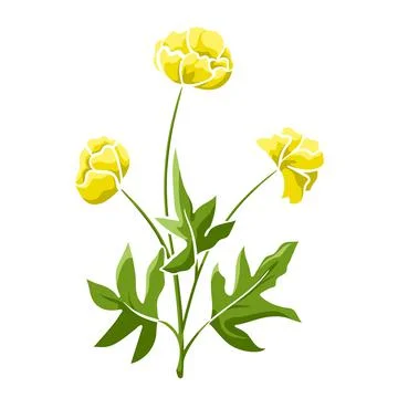 Trollius or globe flower colored isolated sketch Stock Illustration