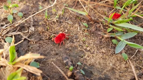 Trombidiidae bugs. Stock Footage 283357852