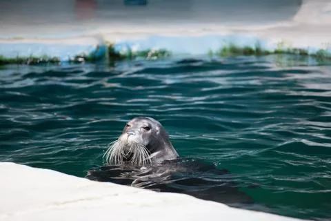 TROMSO, NORWAY: Close-up seal in the aqua aquarium of Polaria Stock Photos