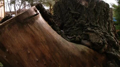 Tronco de árbol seco, corteza Stock Photos