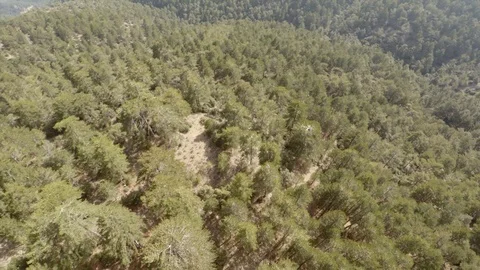 Troodos mountain forest from above 스톡 동영상 107872864