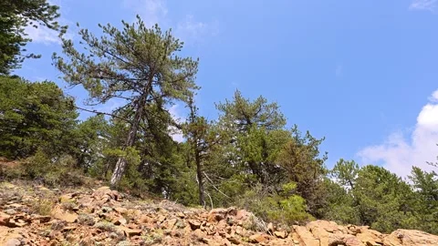 Troodos Mountain Landscape Clouds Rocks Pine Trees Cyprus 4K Static Stock Footage 341250662