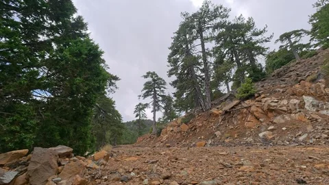 Troodos Mountain Pine Trees Rocky Slope Cyprus 4K Static Wide Stock Footage 341251979