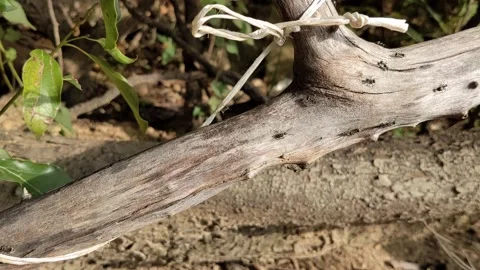 Troop of ants on a tree Stock Footage 143943892