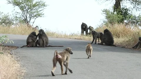 Troop of baboons sitting on a road while de-fleaing eachother Video stock 11132313