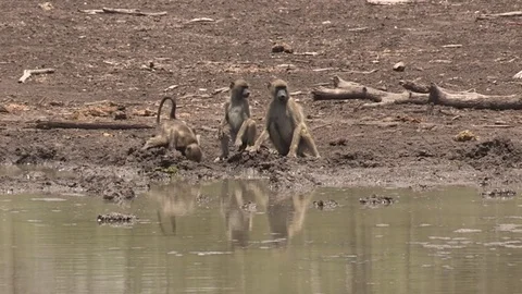 Troop of baboons at a waterhole Video stock 84650442