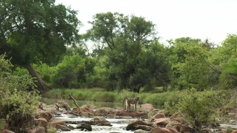 A troop of chacma baboon jumping across rocks to cross a stream in Kruger Stock Footage 341599153