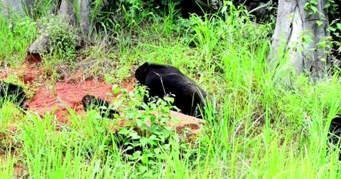 A troop of chimpanzees moves in a line through the jungle. Stock Footage 316073080