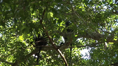 Troop of Colobus Monkey in Trees Stock Footage 138147146