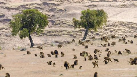 Troop Of Gelada Monkeys (Theropithecus Gelada) In Simien Mountains, Ethiopia - Stock Footage 315427726
