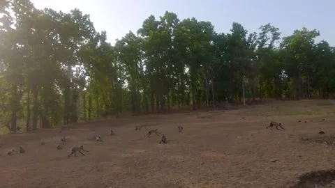 Troop of Hanuman Langurs Stock Footage 205071728