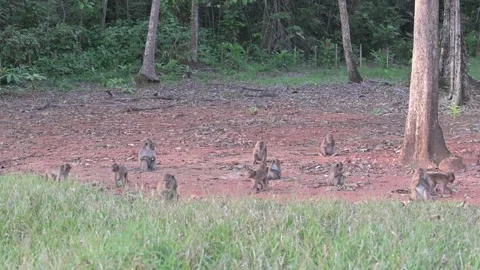 Troop of macaque monkeys playing, eating, socializing in the natural environment Stock Footage 234129698