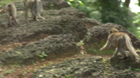 Troop of Macaque Monkeys roaming the ancient ruins of Angkor Wat Video stock 939260