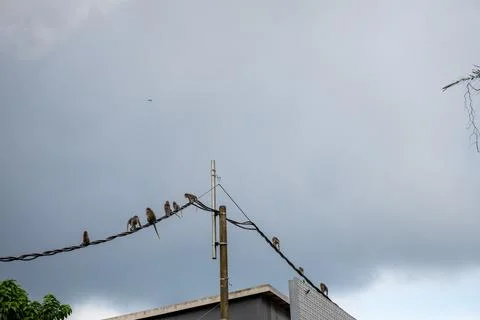 Troop of Macaques Crossing Overhead Cables in Ubud Foto stock