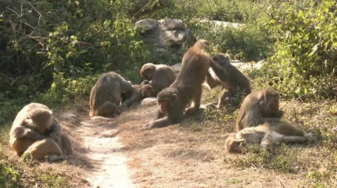 A Troop of Macaques grooming each other on the ground Video stock 10578321