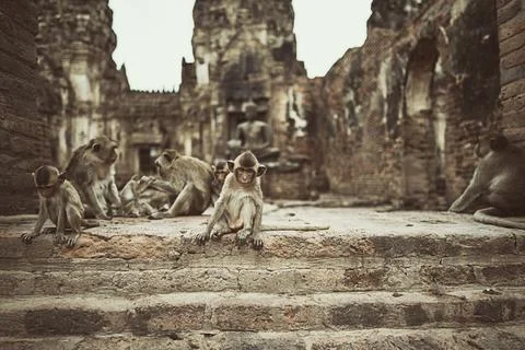 Troop of Monkeys sitting on steps of Phra Prang Sam Yot Temple, Lopburi, Stock Photos