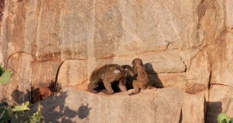 A troop of Olive Baboon socializing by red rock in savannah Stock Footage 310970578