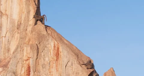 Troop of Olive Baboons resting on edge of a rock in savannah Stock Footage 310973455