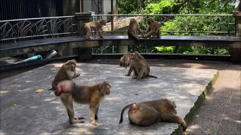 A troop of pig-tailed macaques rest, play, and socialize in a public park in Phu Vídeos de archivo 337767868