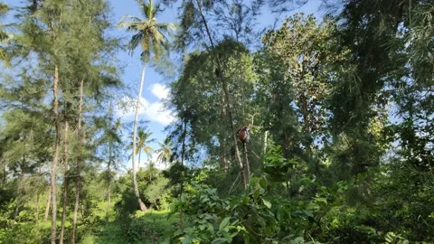 Troop of Red Colobus Monkeys Jumping in Jozani Forest, Zanzibar - Slow Motion Stock Footage 240017864