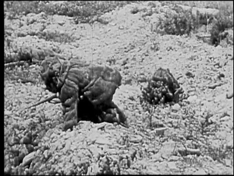 Troops Crawling On Ground - World War 1 Stock Footage 41605333