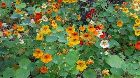 Tropaeolum majus Stock Footage 275620098