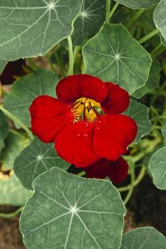 Tropaeolum red Stock Photos