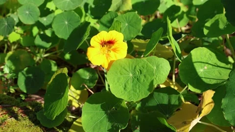 Tropeolum majus 4K Stock Footage 263538468