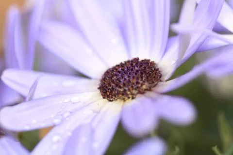 Tropfenblüte Stock Photos