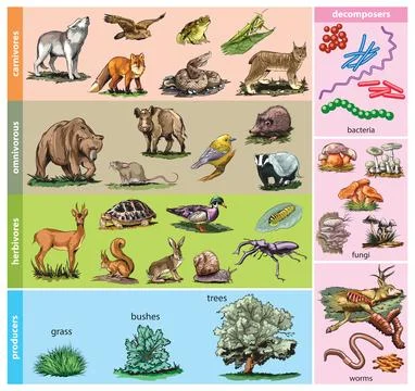 Trophic Levels Chart Stock Illustration