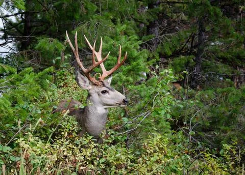 Trophy 10 point mule deer buck in natural outdoor setting. 库存照片