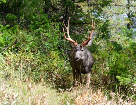 Trophy 10 point mule deer buck in natural outdoor setting. 库存照片