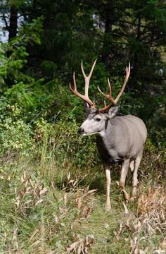 Trophy 10 point mule deer buck in natural outdoor setting. 库存照片