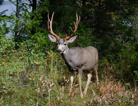 Trophy 10 point mule deer buck in natural outdoor setting. 库存照片