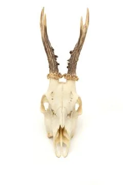 Trophy antlers Stock Photos